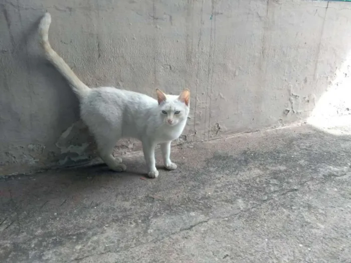 Gato raça Não sei idade  nome Lili