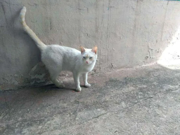 Gato raça Não sei idade  nome Lili