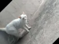 Lili
