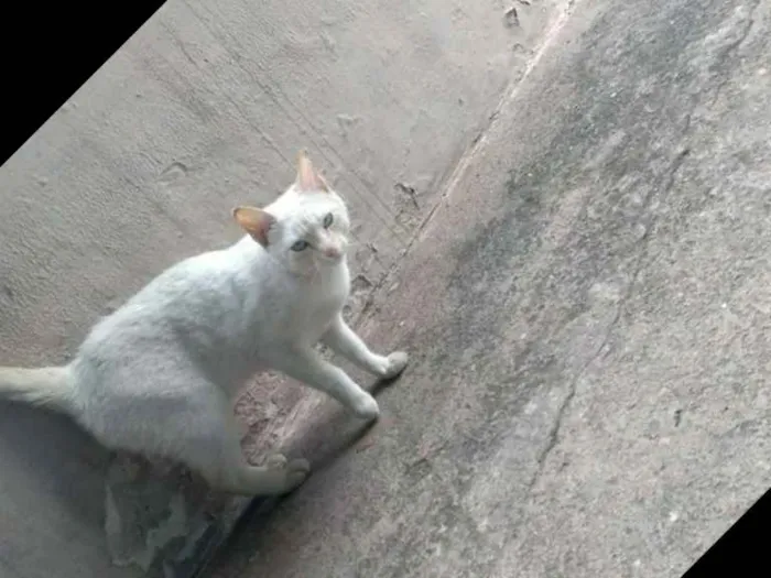 Gato raça Não sei idade  nome Lili