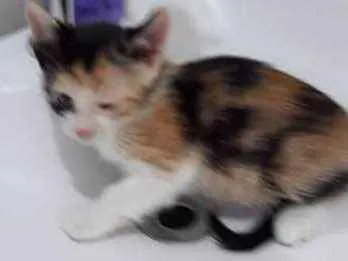 Gato ra a  idade Abaixo de 2 meses nome ana e ARETA