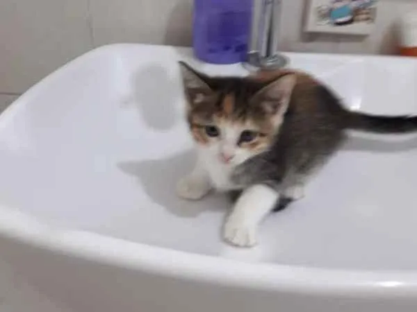 Gato ra a  idade Abaixo de 2 meses nome ana e ARETA