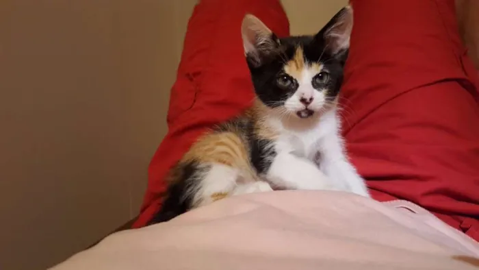 Gato ra a  idade Abaixo de 2 meses nome ana e ARETA