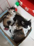 ana e ARETA