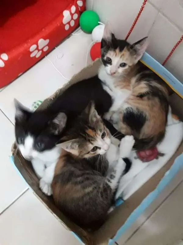 Gato ra a  idade Abaixo de 2 meses nome ana e ARETA