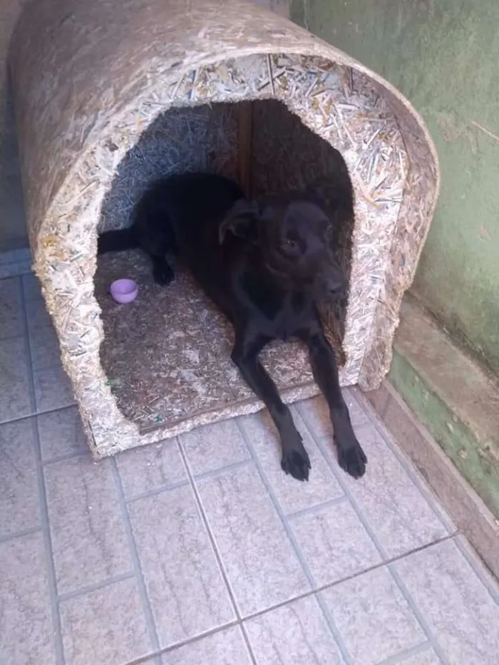 Cachorro ra a Vira lata idade 1 ano nome Fred