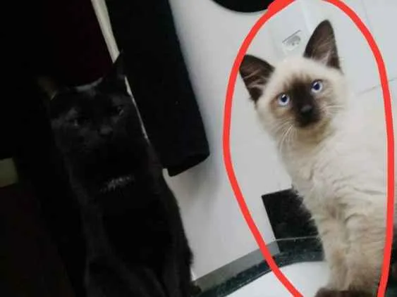 Gato ra a Siames mestiço idade 2 a 6 meses nome Morty