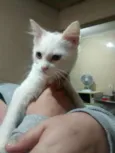 Peludinha