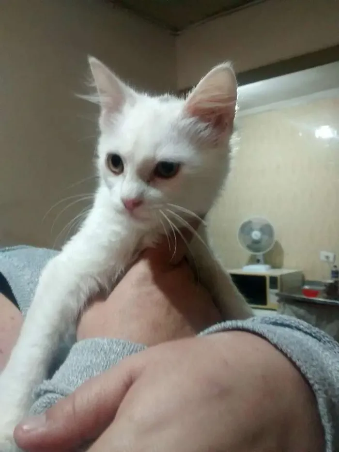 Gato ra a SRD idade 2 a 6 meses nome Peludinha