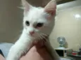 Peludinha