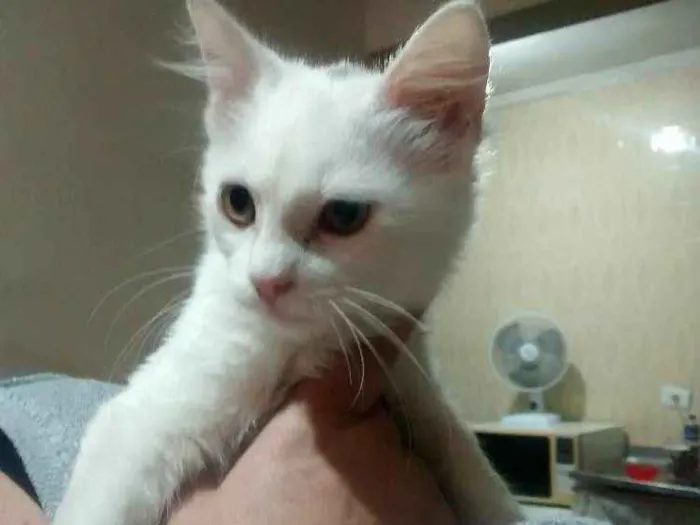 Gato ra a SRD idade 2 a 6 meses nome Peludinha