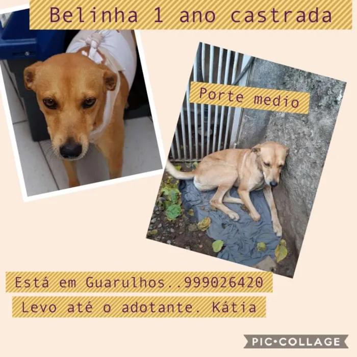 Cachorro ra a Sdr idade 1 ano nome Belinha e ganna