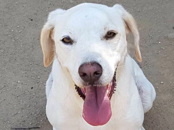 Cachorro ra a SRD idade 3 anos nome thor