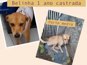 Cachorro raça Sdr idade 1 ano nome Belinha e ganna