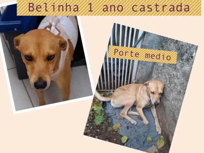 Cachorro ra a Sdr idade 1 ano nome Belinha e ganna