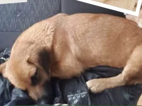 Cachorro ra a Sdr idade 1 ano nome Belinha e ganna
