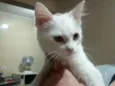 Peludinha