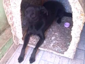 Cachorro raça Vira lata idade 1 ano nome Fred