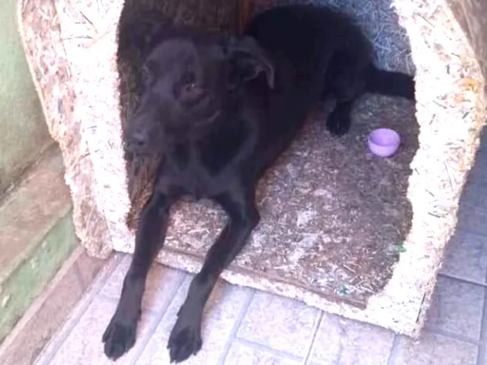 Cachorro ra a Vira lata idade 1 ano nome Fred