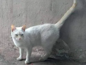 Gato raça Não sei idade  nome Lili