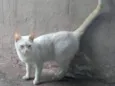 Lili