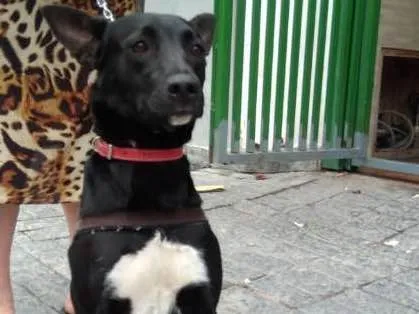 Cachorro ra a Vira Lata idade 7 a 11 meses nome Apogeu/Kratos