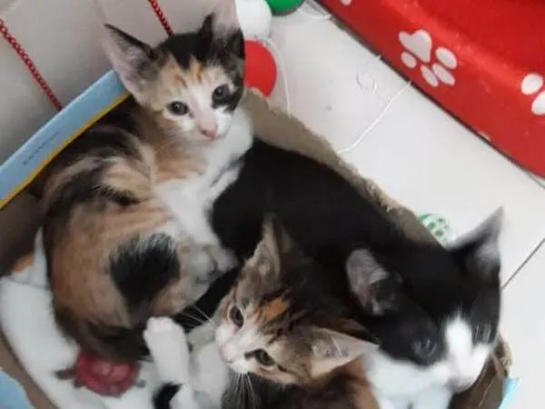 Gato ra a  idade Abaixo de 2 meses nome ana e ARETA