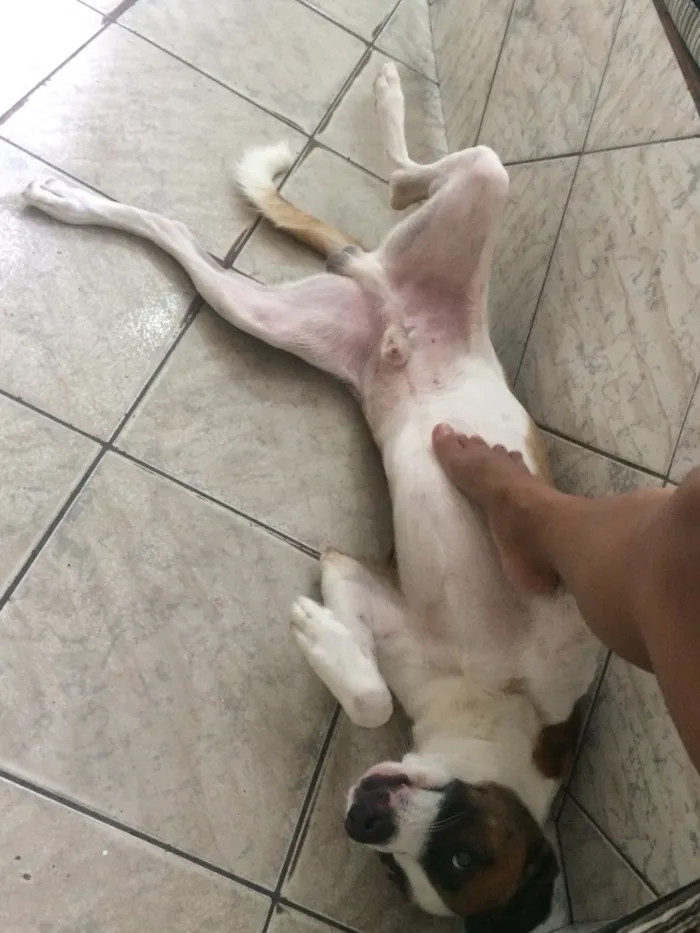 Cachorro raça SRD idade 3 anos nome Luck