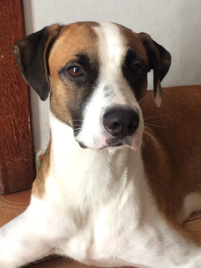 Cachorro raça SRD idade 3 anos nome Luck