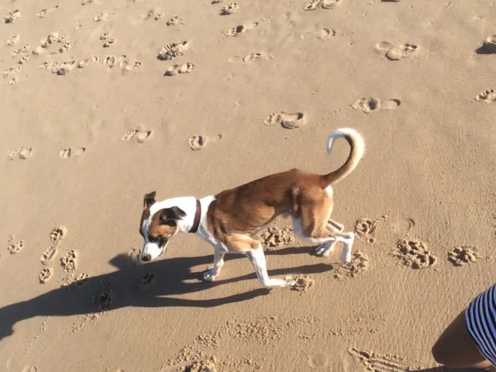 Cachorro raça SRD idade 3 anos nome Luck