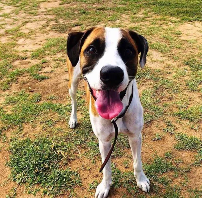 Cachorro raça SRD idade 3 anos nome Luck