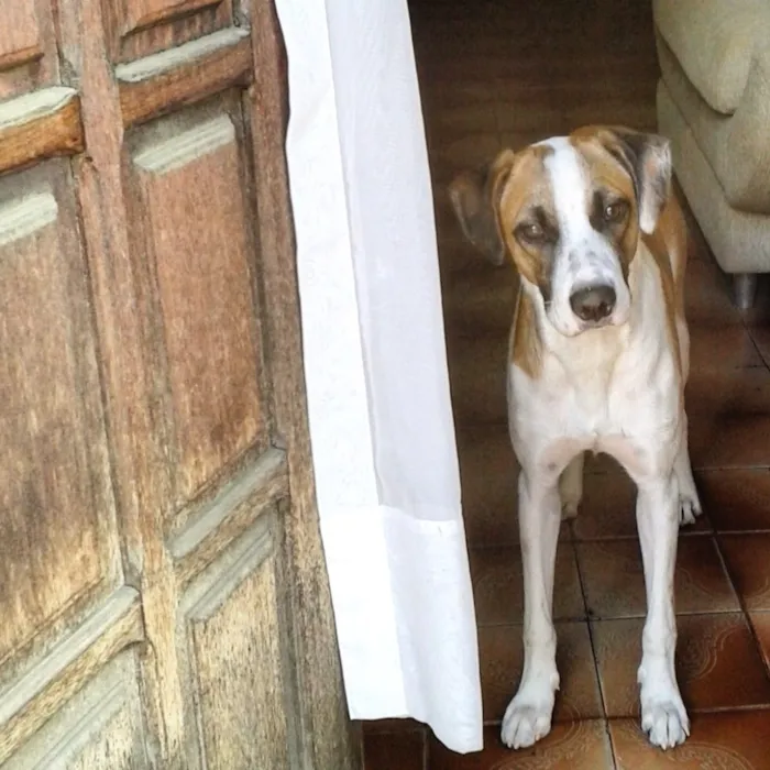 Cachorro raça SRD idade 3 anos nome Luck