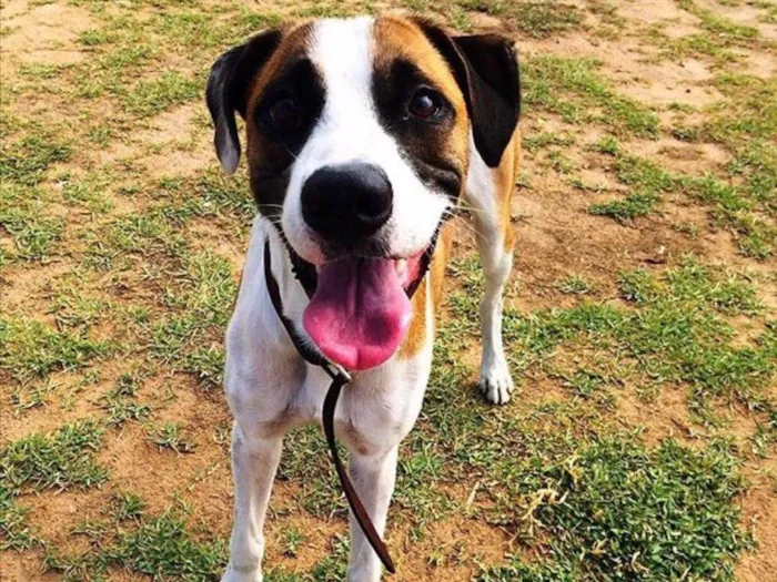 Cachorro raça SRD idade 3 anos nome Luck