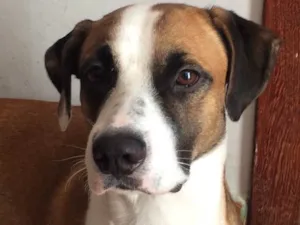 Cachorro raça SRD idade 3 anos nome Luck