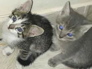 Gato raça Sem raça definida idade 2 a 6 meses nome Gatinhos para adoção