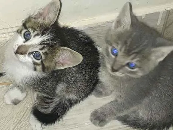 Gato ra a Sem raça definida idade 2 a 6 meses nome Gatinhos para adoção