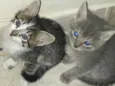 Gatinhos para adoção