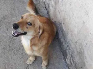 Cachorro raça SRD idade 3 anos nome Alemão e Bily