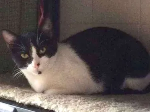 Gato raça SRD idade 7 a 11 meses nome Tissa