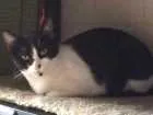 Gato raça SRD idade 7 a 11 meses nome Tissa