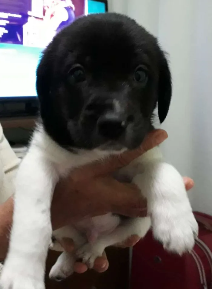 Cachorro raça Viralata idade 2 a 6 meses nome Thor