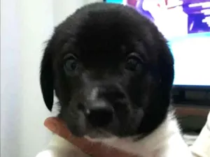 Cachorro raça Viralata idade 2 a 6 meses nome Thor