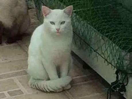 Gato ra a SRD idade 7 a 11 meses nome Fresh