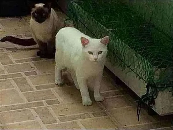 Gato ra a SRD idade 7 a 11 meses nome Fresh