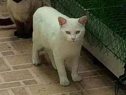 Gato ra a SRD idade 7 a 11 meses nome Fresh