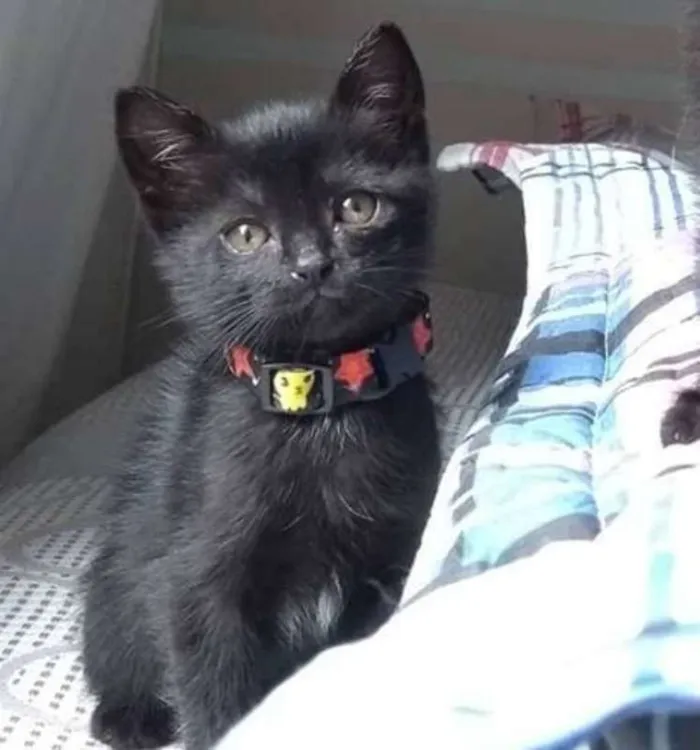 Gato ra a SRD idade Abaixo de 2 meses nome Mabel