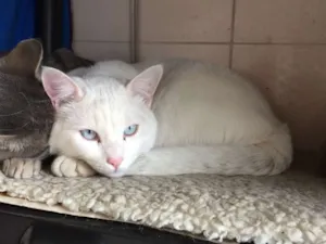 Gato raça SRD idade 7 a 11 meses nome Fresh