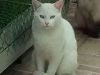 Gato ra a SRD idade 7 a 11 meses nome Fresh