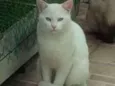 Fresh