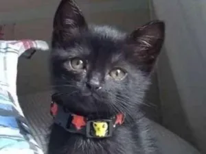 Gato raça SRD idade Abaixo de 2 meses nome Mabel